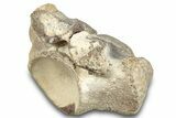 Fossil Mosasaur (Halisaurus) Dorsal Vertebra - Texas #284477-1